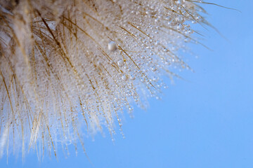 Dewdrops on Dandelion Seeds against a blue background