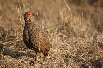 Swainsonfrankolin / Swainson's francolin or Swainson's spurfowl / Francolinus swainsonii.