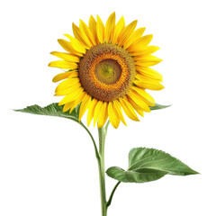 Fototapeta premium Sunflower flower isolated on white or transparent background, PNG