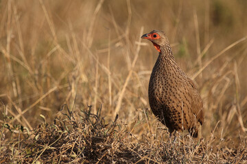 Swainsonfrankolin / Swainson's francolin or Swainson's spurfowl / Francolinus swainsonii.