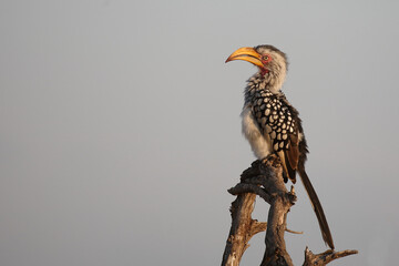 Südlicher Gelbschnabeltoko / Southern yellow-billed hornbill / Tockus leucomelas