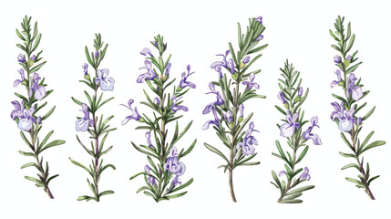 Four of elegant drawings of rosemary plants with flow