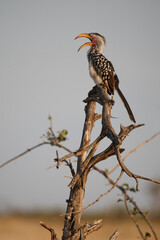 Südlicher Gelbschnabeltoko / Southern yellow-billed hornbill / Tockus leucomelas