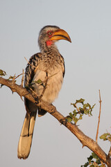 Südlicher Gelbschnabeltoko / Southern yellow-billed hornbill / Tockus leucomelas