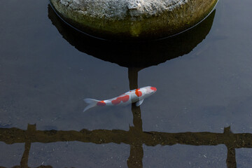 Koi fish, raising koi fish in the rice fields, koi fish colors, ornamental koi fish