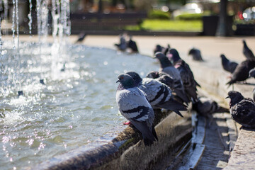 Fototapeta premium City birds leisurely drink water from fountain with beaks and wings spread