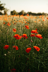 an image of a field with orange flowers and grass in the middle