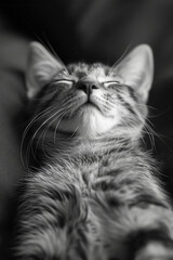 A relaxed cat with closed eyes and a peaceful smile, lying on its back with paws in the air,