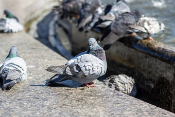 City birds leisurely drink water from fountain with beaks and wings spread