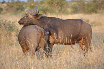Obraz premium Kaffernbüffel / African buffalo / Syncerus caffer.