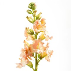 Snapdragon flower isolated on white background