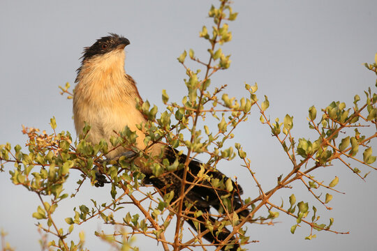 Tiputip / Burchell's coucal / Centropus superciliosus.