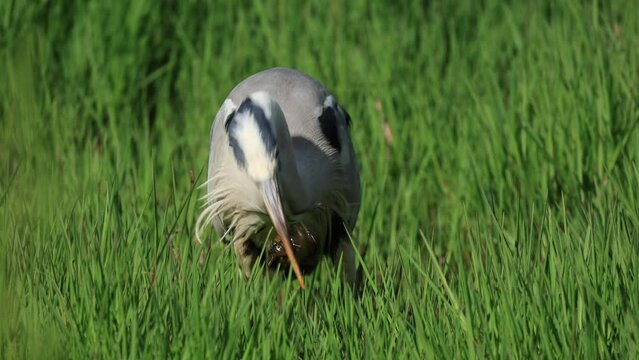 草の生えた水辺でアメリカザリガニを食べるアオサギ