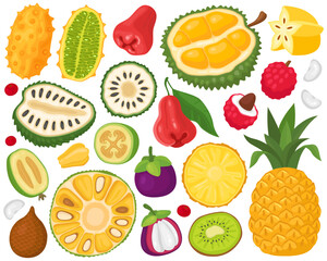 Various fruits on a white background. Tropical exotic fruits. Cartoon illustration. Durian, jackfruit, soursop, rose apple, mangosteen, pineapple, lychee, feijoa, kiwi, carambola. Fruits and slices. 