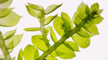 Moss (Bryophyte) under microscope. The species probably Ectropothecium sp. Stacked photo image. About 80x magnification