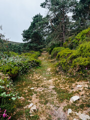 camino en la montaña