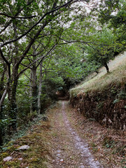 camino en el bosque