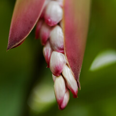 Flowering Alpinia zerumbet,  shell ginger, natural macro floral background