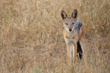 Schabrackenschakal / Black-backed jackal / Canis mesomelas