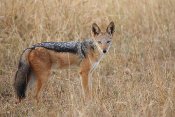 Schabrackenschakal / Black-backed jackal / Canis mesomelas