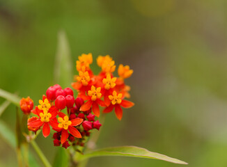 Flora of Gran Canaria - Asclepias curassavica, tropical milkweed, introduced plant, natural macro floral background
