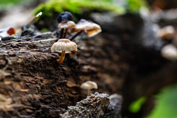 Closeup shot of mushrooms growing atop a decaying tree trunk