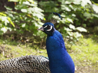 Fototapeta premium Peacock standing together on green grass