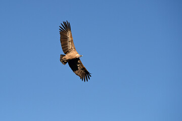 Vulture soaring through clear blue sky