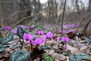 Cyclamen in forest, Turkey. Cyclamen's blossom season. Many flowers of pink cyclamen grow on a background of autumn foliage. Floral pattern with group of wild Cyclamens. Turkish flora, wild flowers.