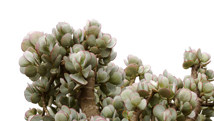 Crassula arborescens aka silver jade plant succulent leaves