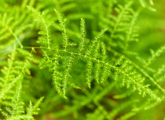 Flora of Gran Canaria -  Asparagus setaceus, commonly known as common asparagus fern, 
garden escape on Canary Islands, natural macro floral background