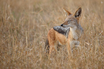 Schabrackenschakal / Black-backed jackal / Canis mesomelas