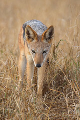 Schabrackenschakal / Black-backed jackal / Canis mesomelas
