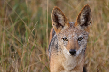 Obraz premium Schabrackenschakal / Black-backed jackal / Canis mesomelas