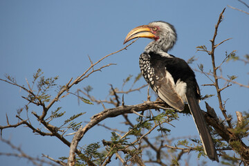 Südlicher Gelbschnabeltoko / Southern yellow-billed hornbill / Tockus leucomelas