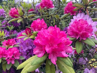 Verschiedene Farben von Rhododendronblüten