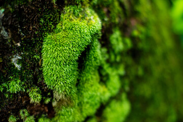 Fresh moss growing on the rocks