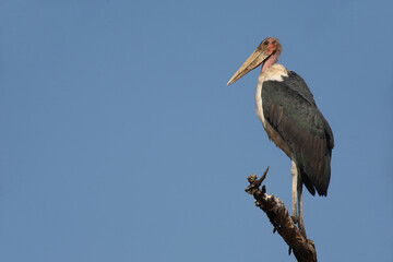 Marabu / Marabou stork / Leptoptilos crumeniferus