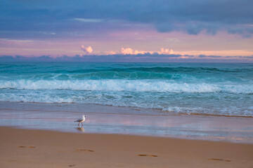 Lone seagull walking on beach with vibrant pink and purple sky at sunset