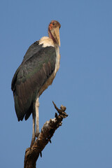 Marabu / Marabou stork / Leptoptilos crumeniferus