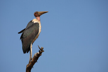 Marabu / Marabou stork / Leptoptilos crumeniferus
