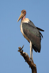 Marabu / Marabou stork / Leptoptilos crumeniferus