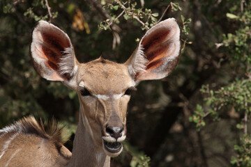 Großer Kudu / Greater kudu / Tragelaphus strepsiceros