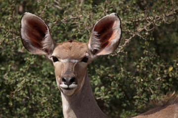 Großer Kudu / Greater kudu / Tragelaphus strepsiceros