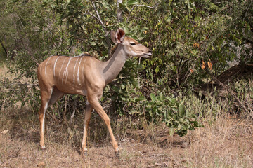 Großer Kudu / Greater kudu / Tragelaphus strepsiceros