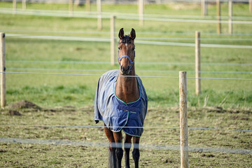 A horse stands in a paddock wearing animal clothes.