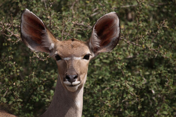 Fototapeta premium Großer Kudu / Greater kudu / Tragelaphus strepsiceros