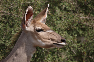 Großer Kudu / Greater kudu / Tragelaphus strepsiceros