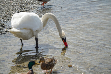 A swan walks along the shore of a reservoir in search of food.