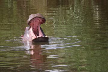 Fototapeta premium Flußpferd / Hippopotamus / Hippopotamus amphibius..